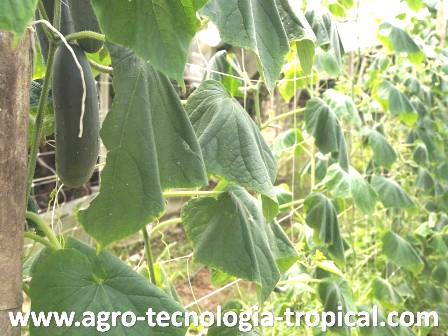 Deficit de agua en pepino por exceso de calor